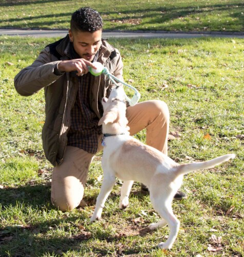 Pet Life Pull Away Rope And Tennis Ball Perspective: back