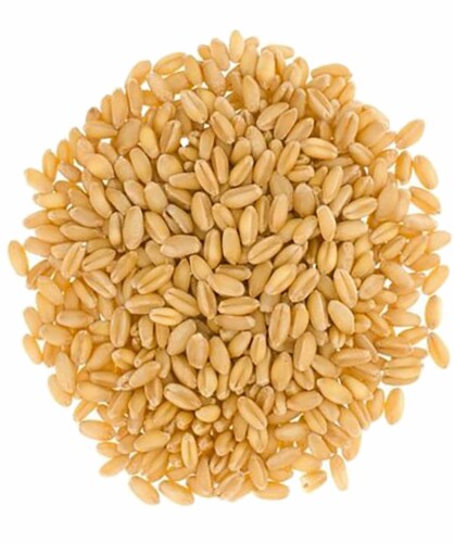 Palouse Brand Hard White Wheat Berries, 100 LBS (4 - 25 LB Bags) Perspective: back