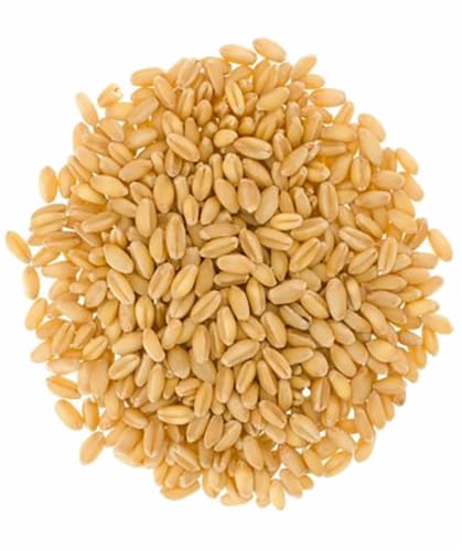 Palouse Brand Soft White Wheat Berries, 100 LBS (4 - 25 LB Bags) Perspective: back