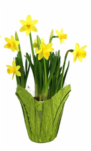 Assorted Flowering Plant Bulbs Perspective: back