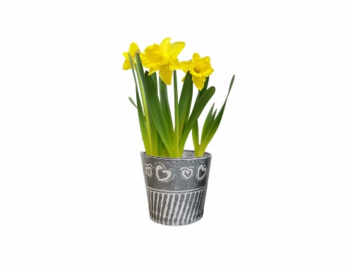 Spring Bulb Fresh Plants in 6 inch Pot - Assorted Perspective: back