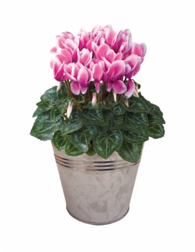 Blooming Plant in Tin Potted Plant - Assorted Perspective: back