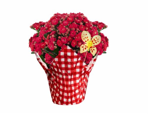 Mixed Blooming Potted Flower with Pick Perspective: back
