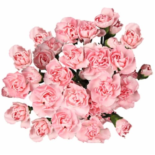 Mini Carnations Bouquet Perspective: back
