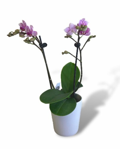 Blooming Fresh Potted Orchid Perspective: back