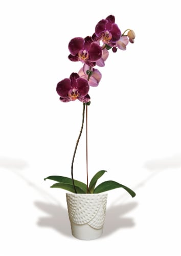 Blooming Fresh Orchid in 5 inch pot Perspective: back