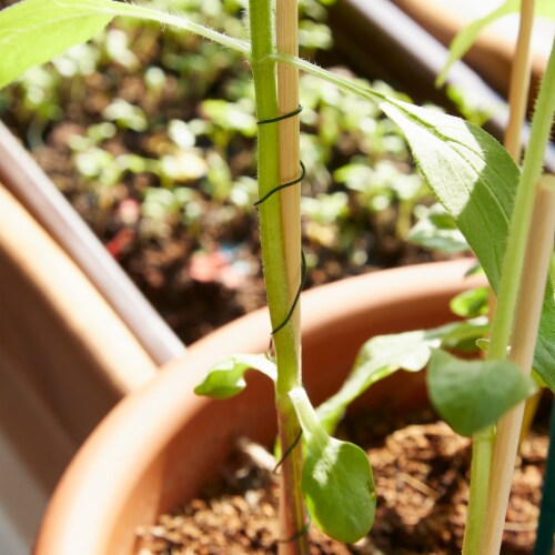 OwnGrown 4x66ft Green Garden Wire: Florist, Plant Support, Craft & Climbing Plant Wire Perspective: back