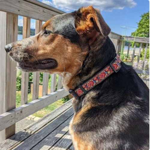 Dog Collars for Small Medium & Large Dogs Designer Patterns, Small