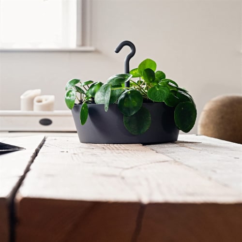 Tree Nest Sunny Round Hanging Planter 12 Inch, Dark Gray Perspective: back