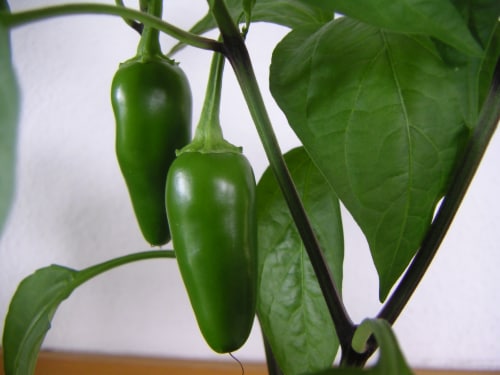 Simple Truth Organic™ Sliced Medium Hot Jalapeno Peppers Perspective: bottom