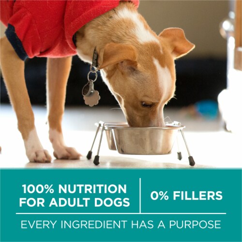 Purina ONE +Plus Digestive Health Adult Dry Dog Food Real Chicken Perspective: bottom