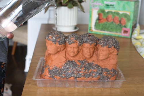 The Golden Girls Rushmore Chia Pet Decorative Planter Toynk Exclusive Perspective: bottom
