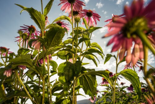 Ricola GreenTea with Echinacea Cough Drops Perspective: bottom