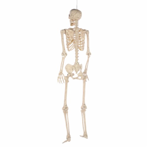Holiday Home® Pose-N-Stay Skeleton - Cream Perspective: bottom