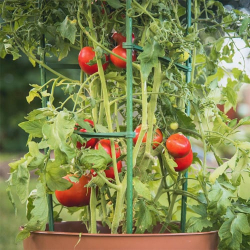 Gardener's Blue Ribbon TMC60 Ultomato 5 Foot Tomato Vegetable Plant Cage, Green Perspective: bottom