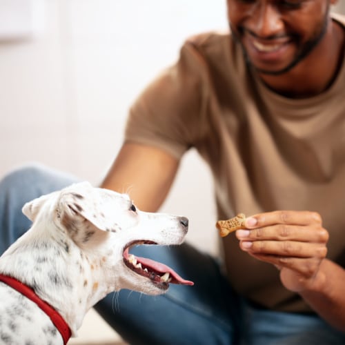 Milk-Bone Flavor Snacks Mini Dog Biscuits, Flavored Crunchy Dog Treats Perspective: bottom