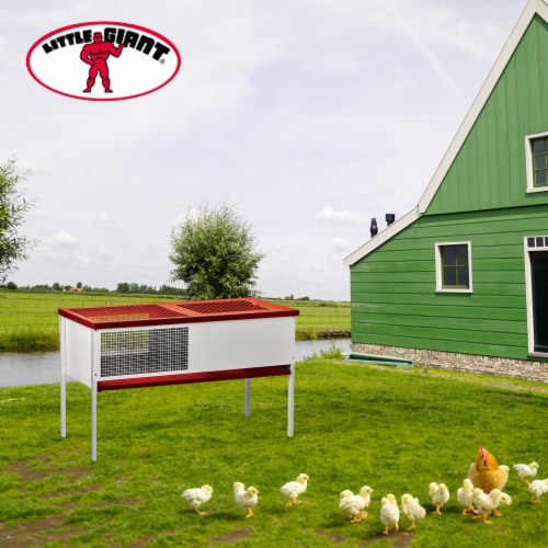 Little Giant Galvanized Steel Chick Brooder Box Enclosure with Litter Drop Pan Perspective: bottom