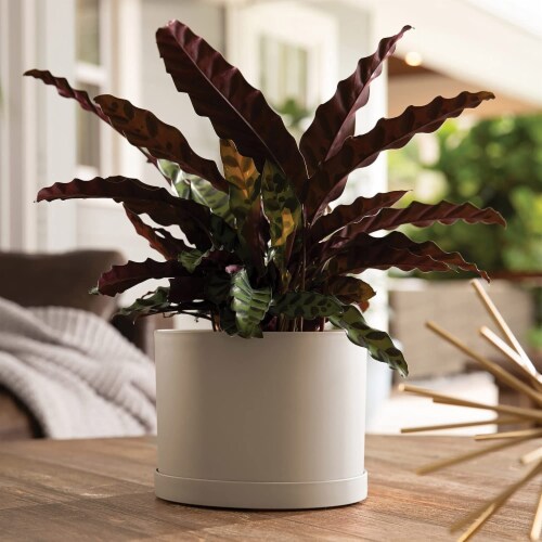Bloem Mathers Garden Planter w/Saucer Tray Pebble Stone Beige, White, 6 Perspective: bottom