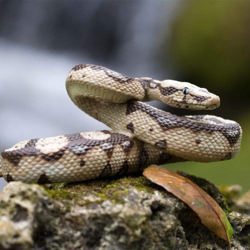 Boa Constrictor Perspective: bottom