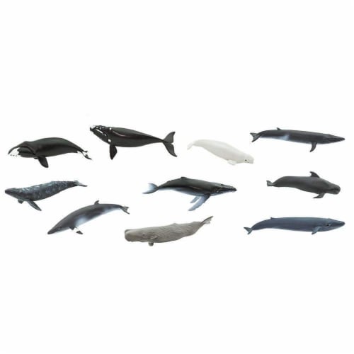 Whales TOOB Perspective: bottom