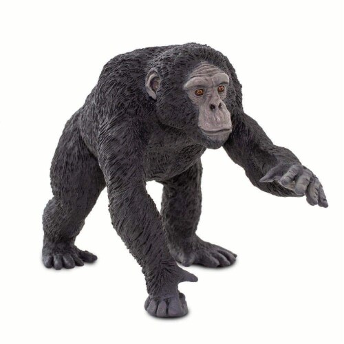 Chimpanzee Perspective: bottom