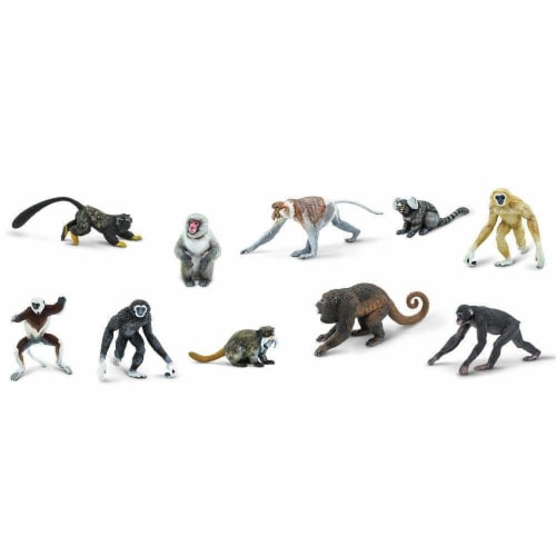 Primates TOOB Perspective: bottom