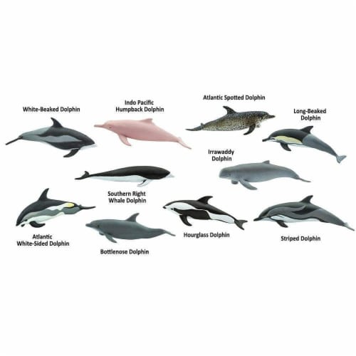 Dolphins TOOB Perspective: bottom