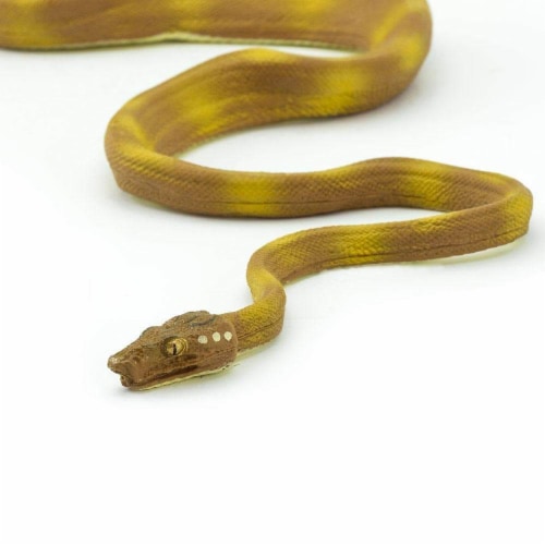 Amazon Tree Boa Perspective: bottom