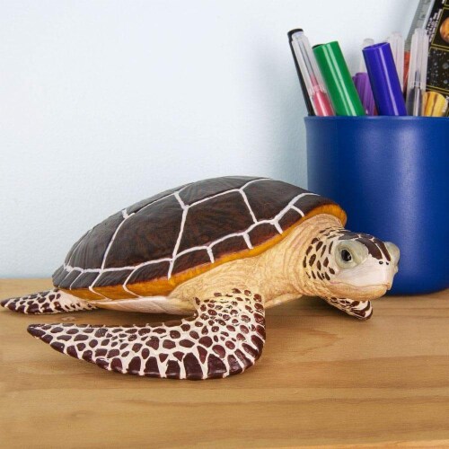 Sea Turtle Perspective: bottom