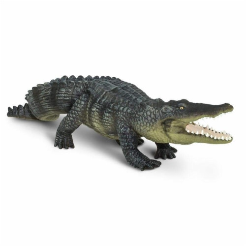 Saltwater Crocodile Perspective: bottom