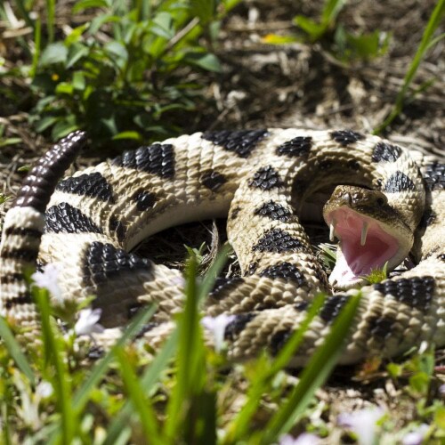 Eastern Diamondback Rattlesnake Perspective: bottom