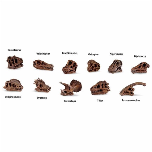 Dinosaur Skulls TOOB Toy Perspective: bottom
