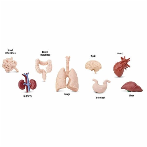 Human Organs TOOB Perspective: bottom