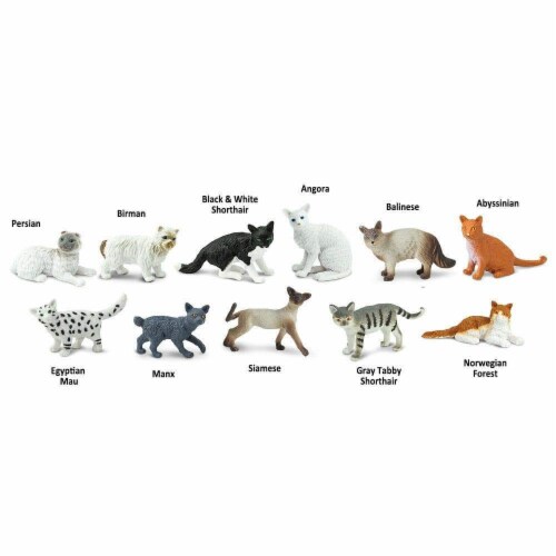 Domestic Cats TOOB Perspective: bottom