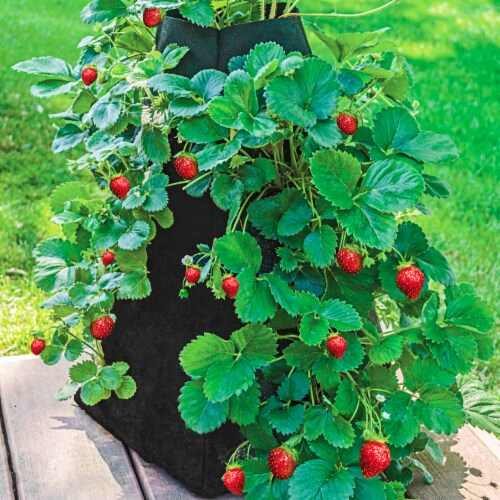 Gardens Alive! Strawberry Tower Grow Tub Perspective: bottom