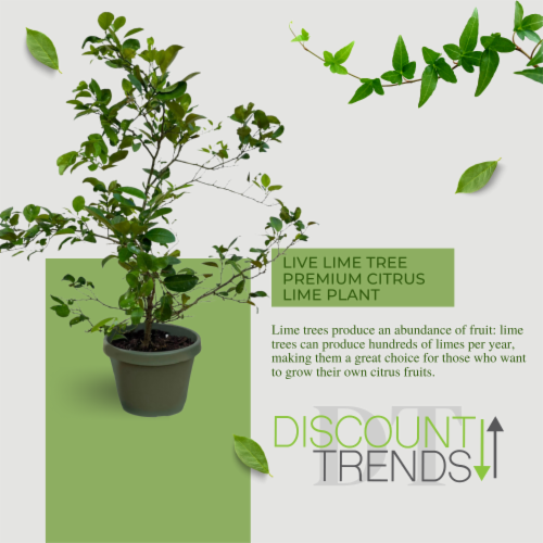 Live Lime Tree Premium CitrusLime Plant YearRound Fruit Production