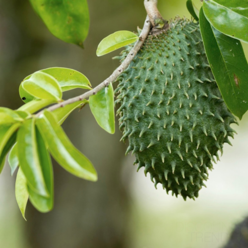 Live Soursop (Guanabana) Tree - Exotic Fruit Plant - 1-2 FT - Ships in Grow  Pot, 1-2 Ft - Gerbes Super Markets