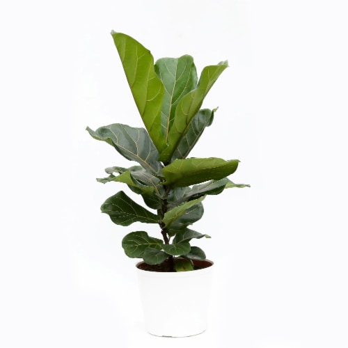Premium Tropical Plant Perspective: bottom