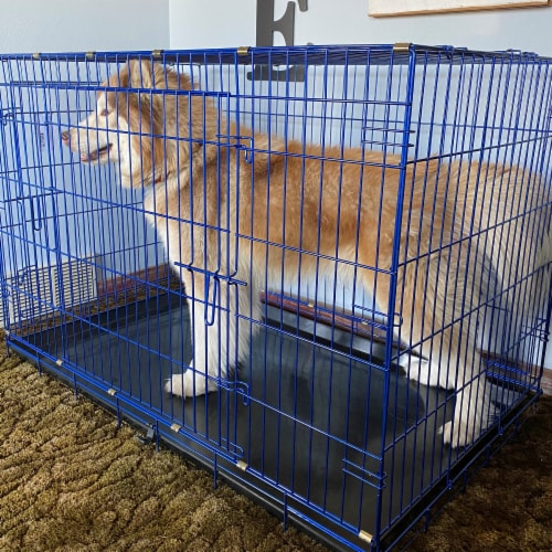 Large wire dog crate top