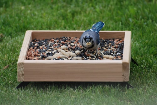 Woodlink Audubon Series 3 in 1 Platform Feeder Perspective: bottom