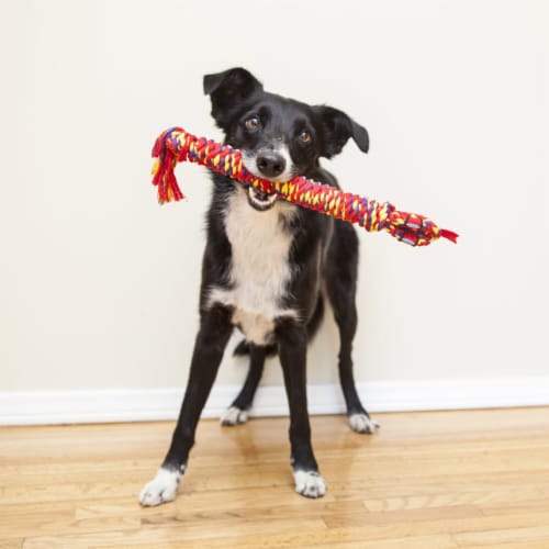 Mammoth® Pet Products Snakebiter Shorty Dog Toy - Multicolor Perspective: bottom
