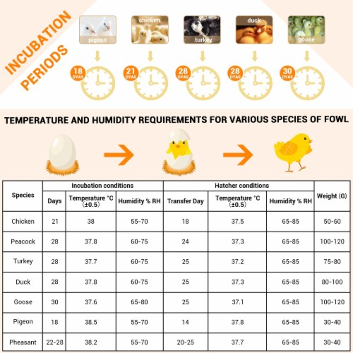 30 Egg Incubator Temperature Humidity Auto Turning Poultry Hatcher