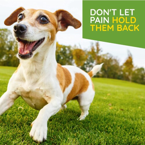 Arnica safe for dogs clearance