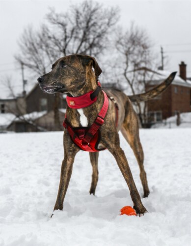Petlife halti head online collar