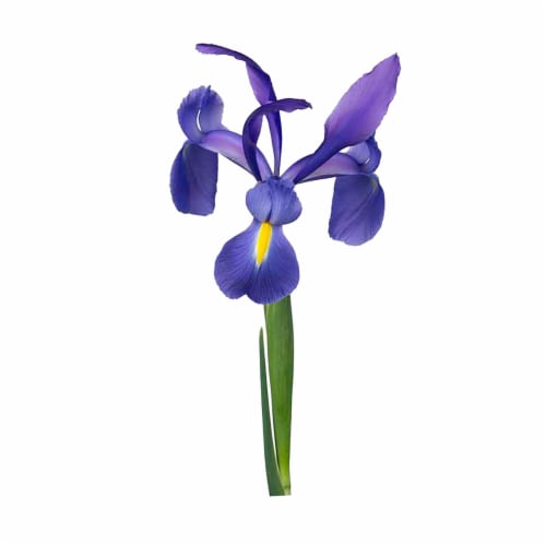 Iris Perspective: bottom