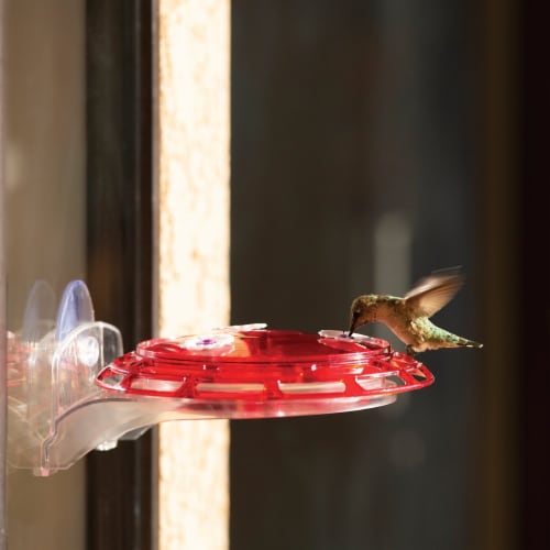 More Birds® Hummingbird Plastic Nectar Feeder Perspective: bottom
