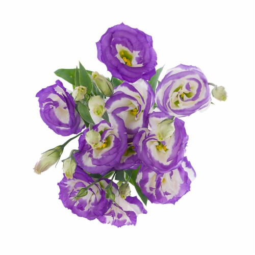 Lisianthus Seasonal Super Bloom Flowers Perspective: bottom