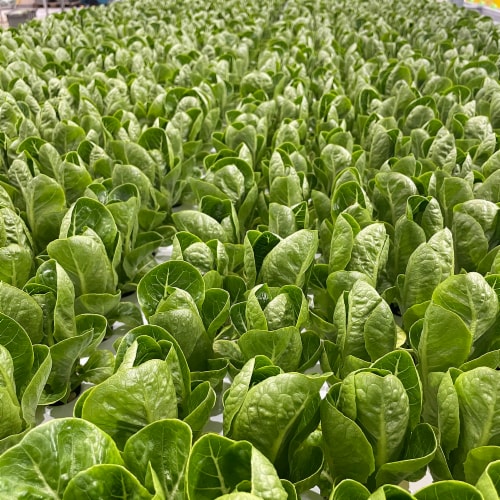 80 Acres Farms® Queen City Salad Mix Blend Perspective: bottom