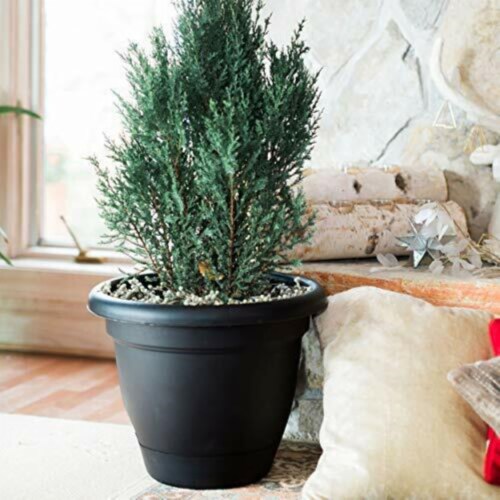 Bloem Lucca 7 in. H X 9 in. D Resin Planter Black