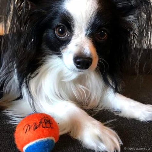 Midlee Squeaky Mini Tennis Ball for Dogs 1.5 - Pack of 12 (Orange/Blue) Perspective: bottom